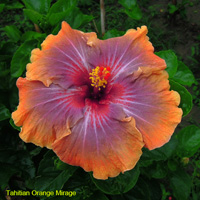 Tahitian Orange Mirage